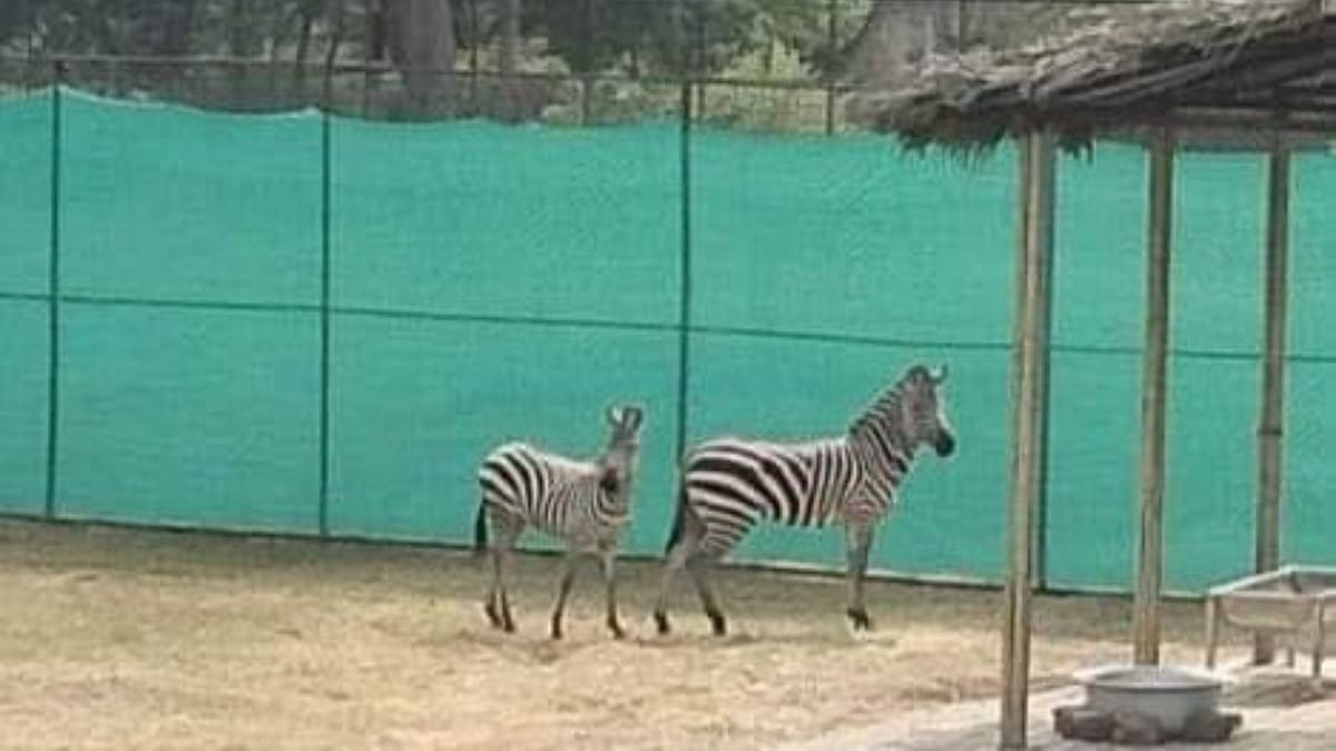 Assam zoo gets two zebras, Joy and Joya from Mysore, giraffe from Patna