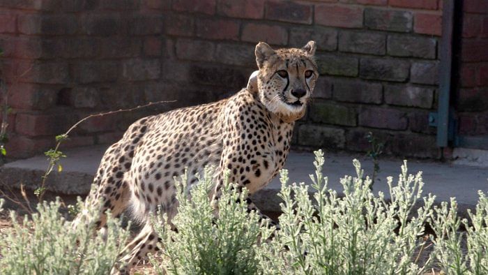 Cheetah revival project officials to be sent on study tours to Namibia and South Africa, says Union forest minister