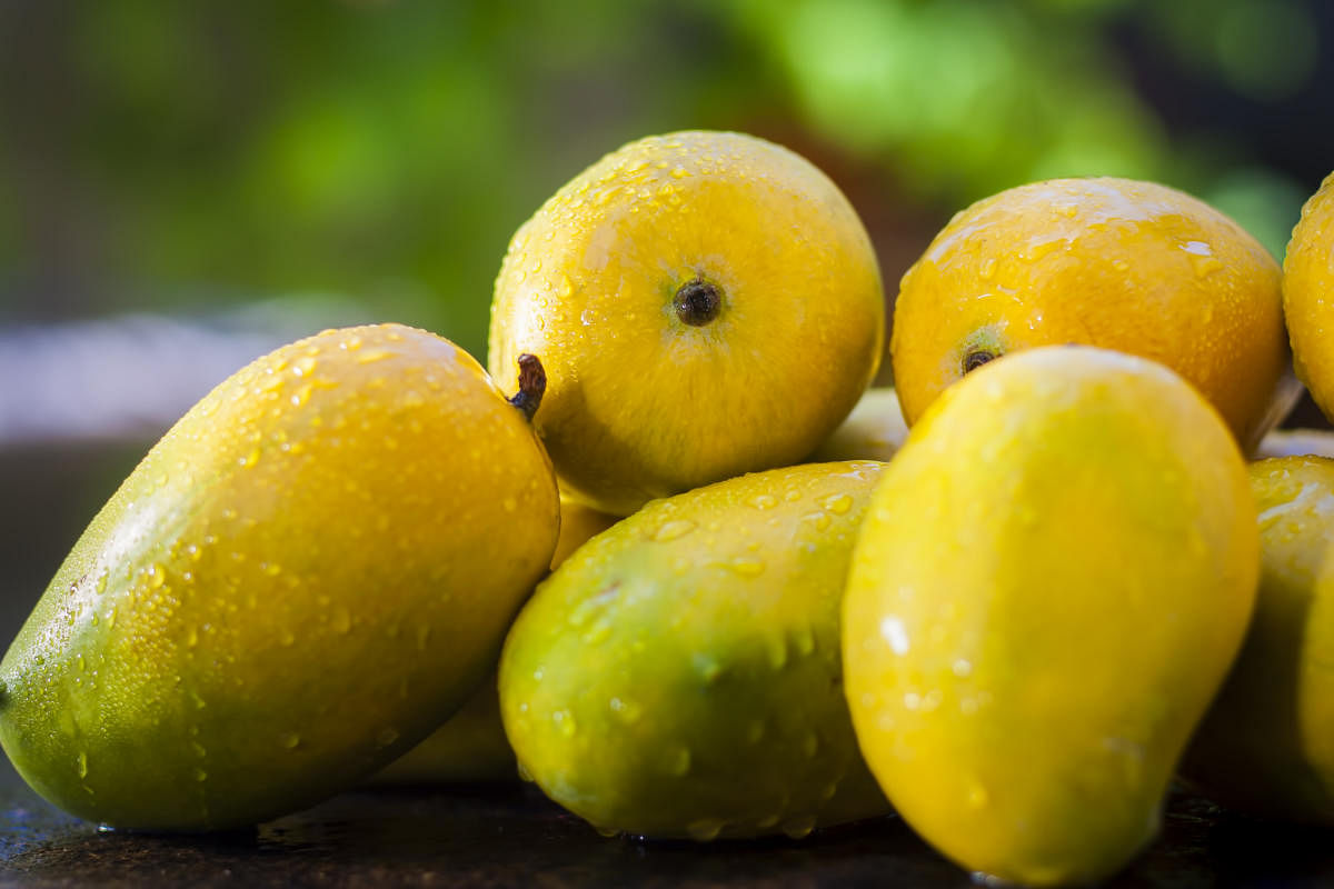 Annual mango party is back in Bengaluru