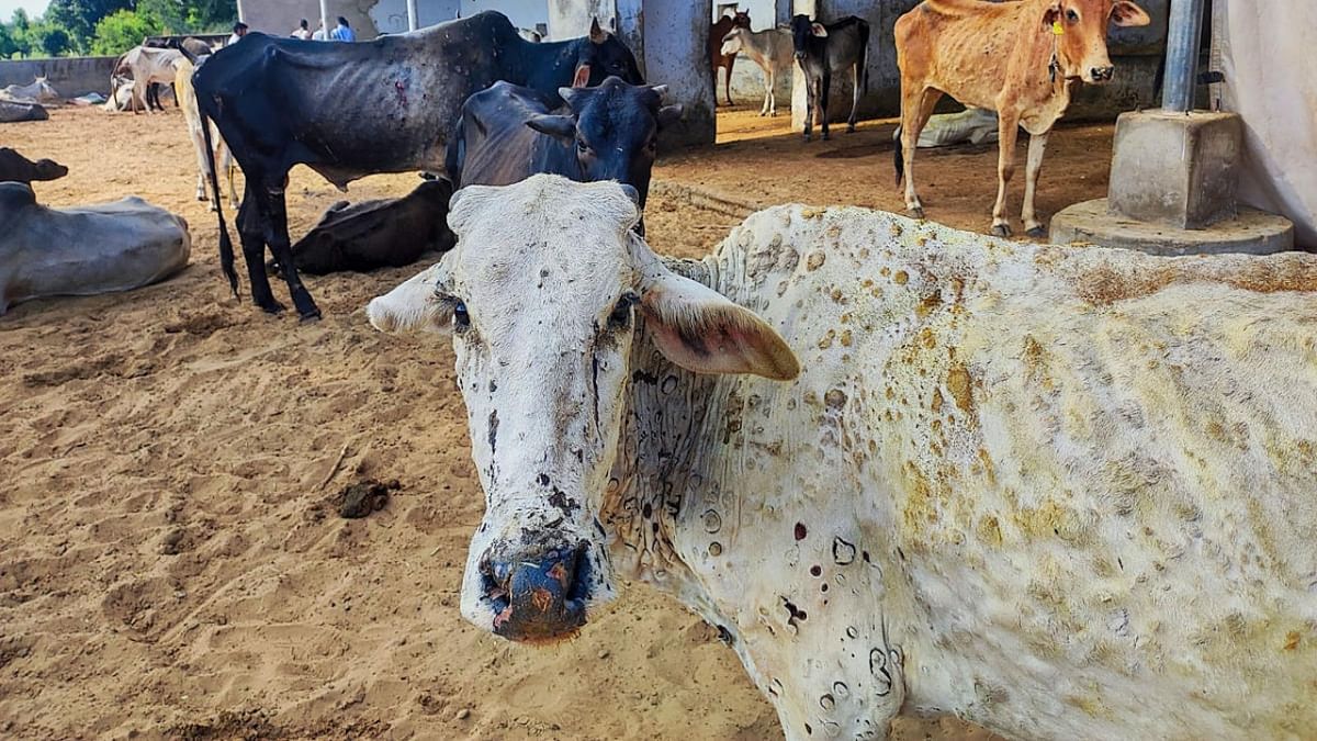 Lumpy skin disease found in cows, several Meghalaya villages declared infected