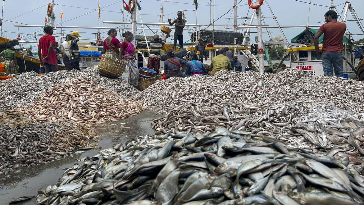 Asia's largest fish market to soon come up in UP's Chandauli