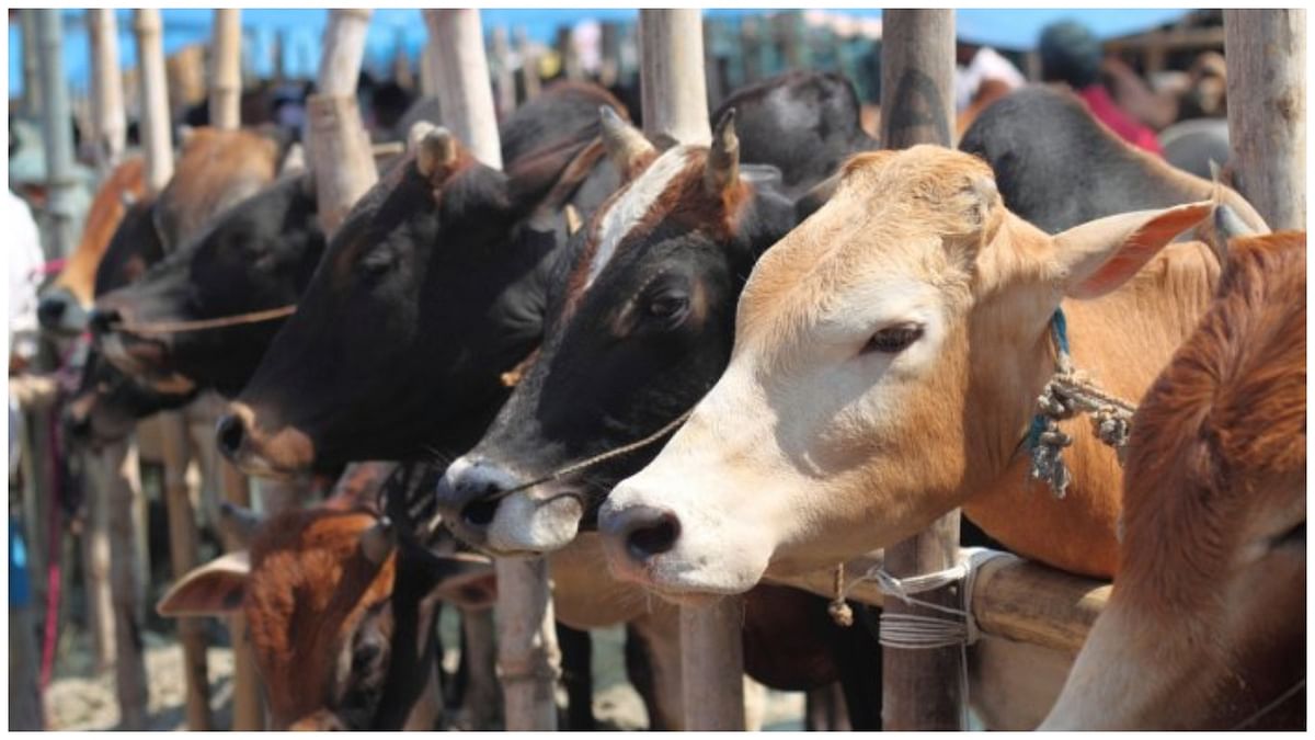 Karnataka: MLA warns of protest if any attempt made to withdraw anti-cow slaughter Act
