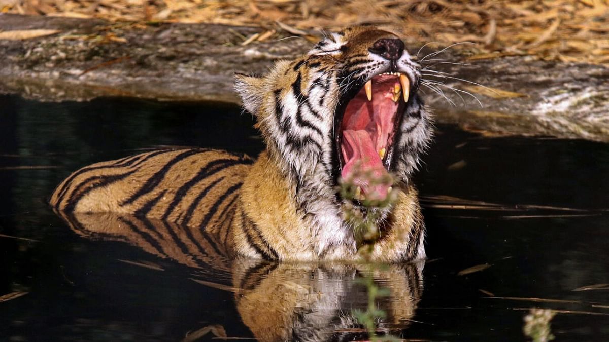 Tiger dies after found injured in MP's Kanha Tiger Reserve