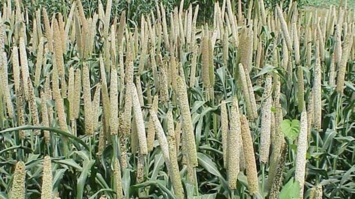Millet farmers need support