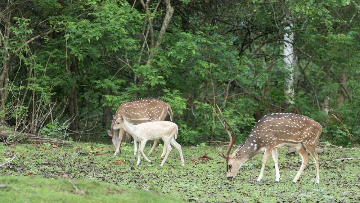 Rare sighting of albino deer in Nagarahole forest