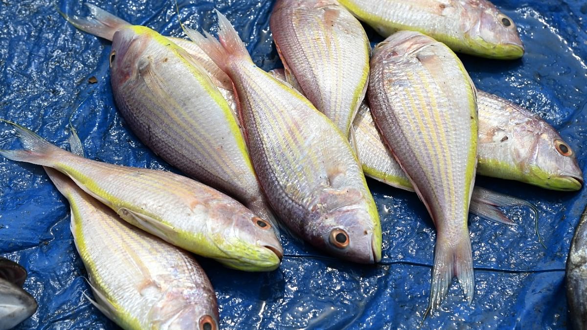 Meghalaya: Day after ban, bacteria found in fish shipped in from outside