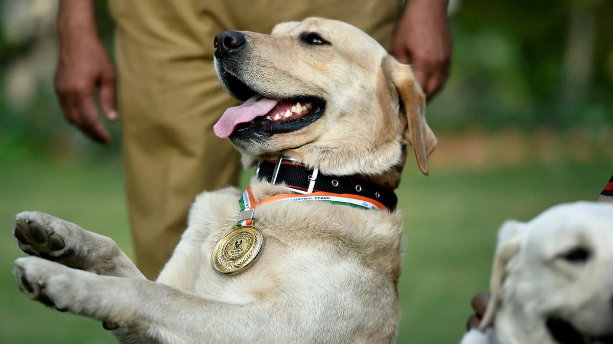 Canine experts seek end to practice of using police dogs for VIP events