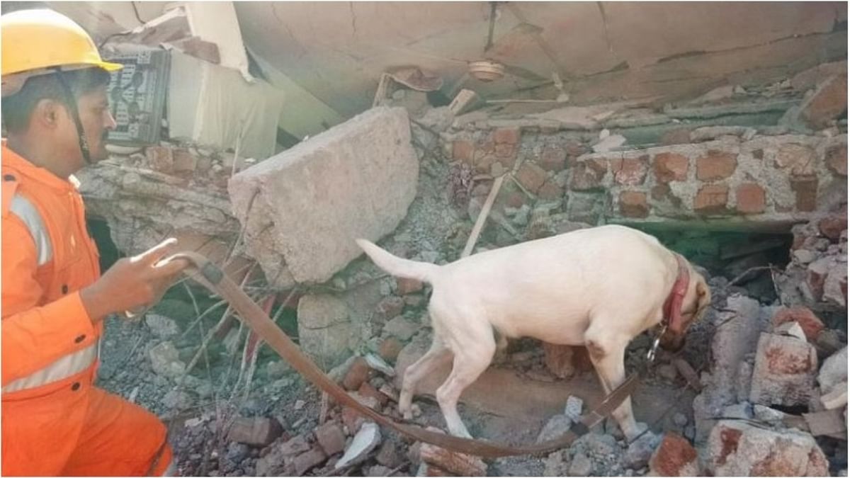 NDRF dog Julie awarded for sniffing out 6-year-old girl buried in quake-hit Turkey