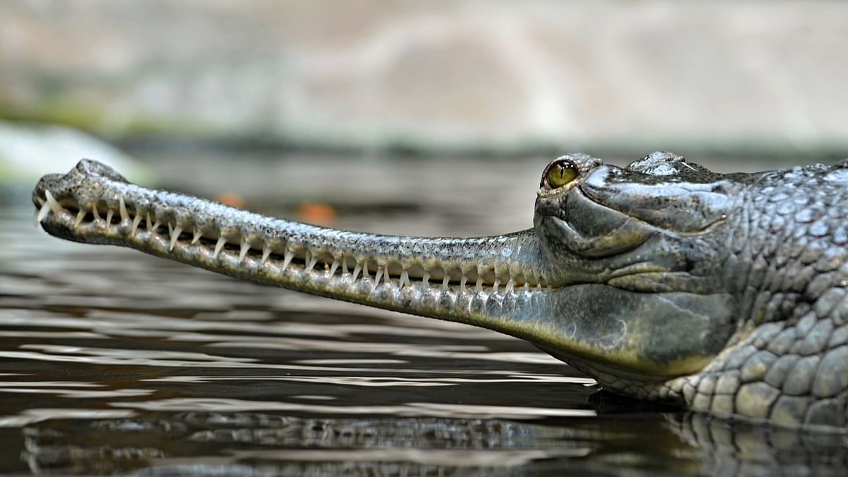 LA Zoo to ink pact with Bihar government, Wildlife Trust of India for Gharial conservation