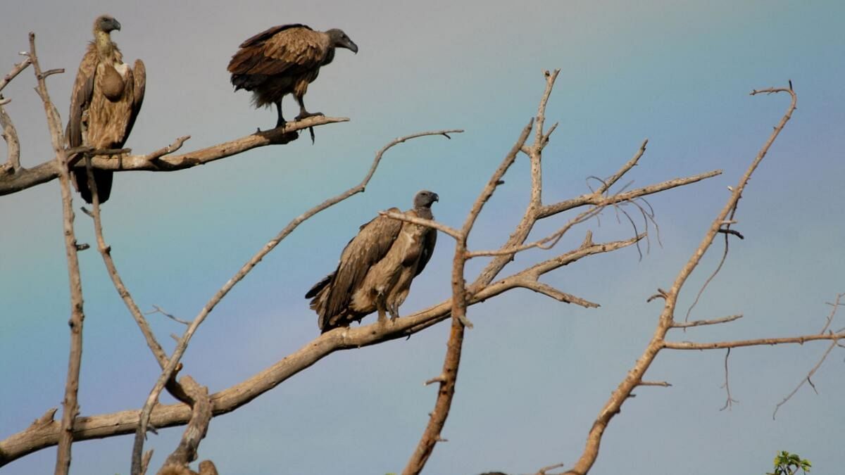 Maharashtra plans vulture breeding centre 
