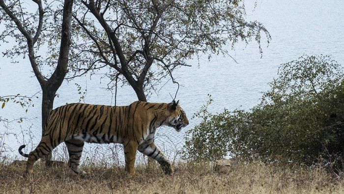 High-level teams visit Uttar Pradesh's Dudhwa Tiger Reserve to probe tiger deaths