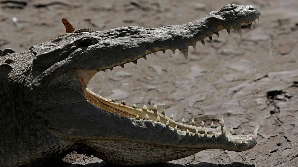 Odisha man killed by crocodile, half-eaten body found