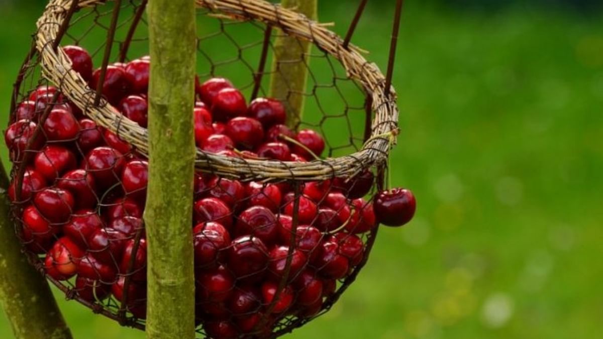 Weather vagaries cause 50% loss to cherry production in Kashmir