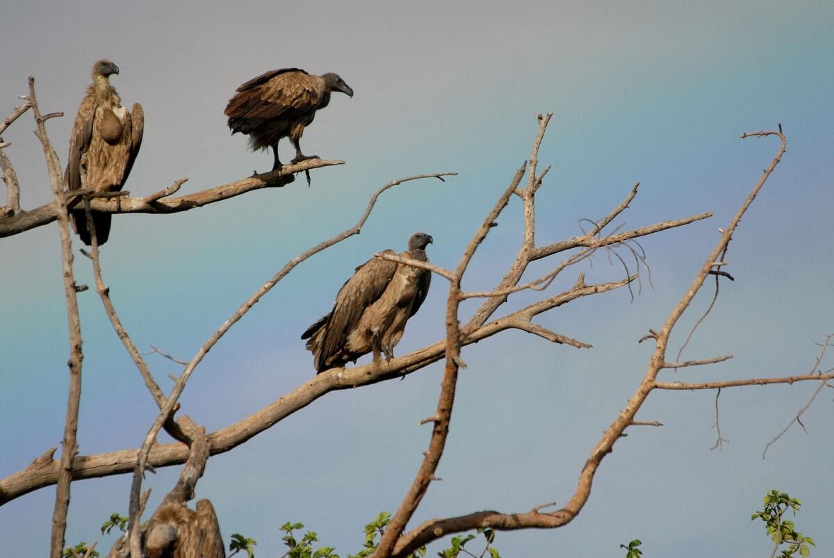 To protect vultures, govt bans Ketoprofen and Aceclofenac