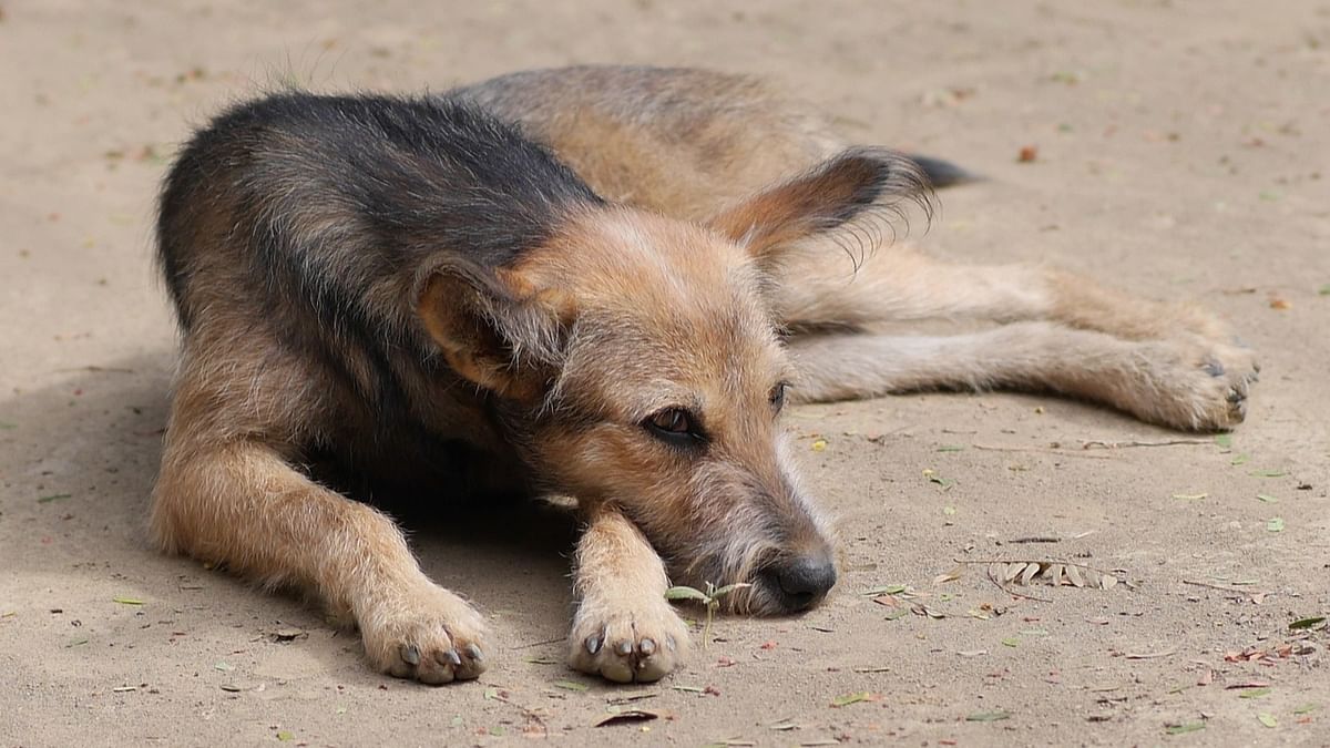 BBMP set to start its street dog census by June end
