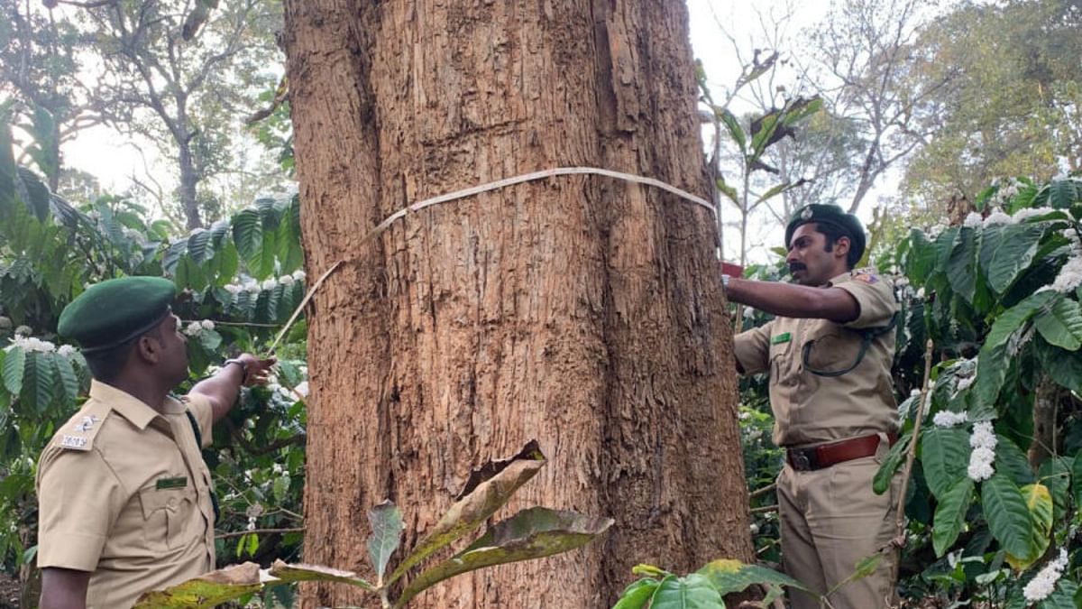 DCF accused of teak scam in Virajpet gets plum posting