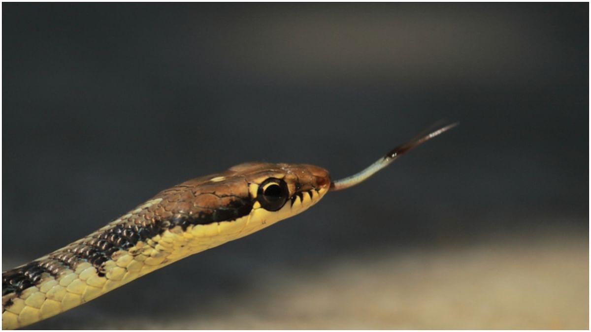 Hospital ward closed following snake scare in Kerala