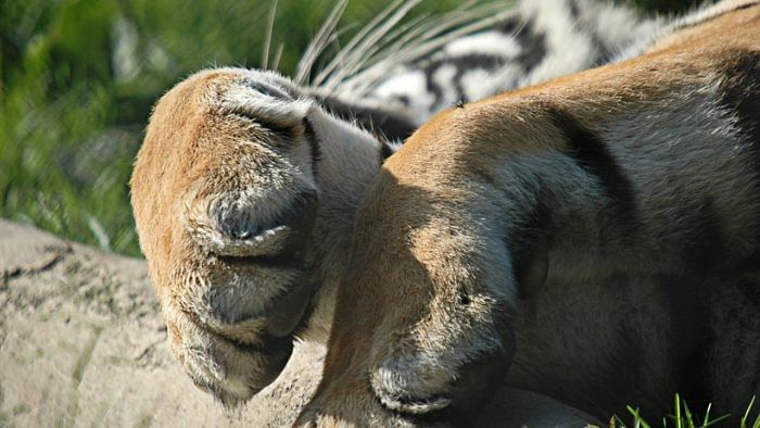 Tigress Janaki succumbs to old age in Vizag Zoo