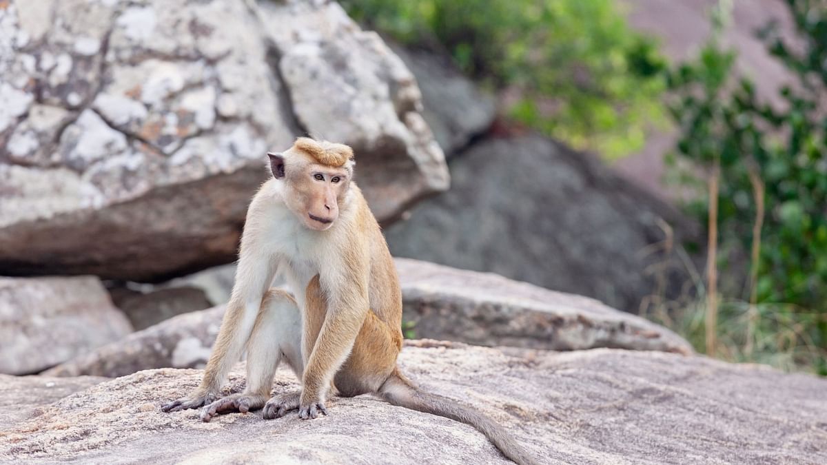 Sri Lanka to halt export of 1 lakh endangered monkeys to China