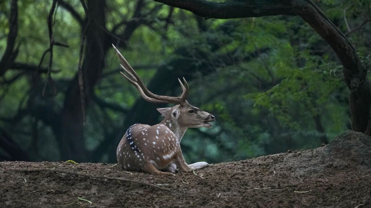 Delhi's Deer Park de-recognised as 'mini zoo', deer to be shifted out