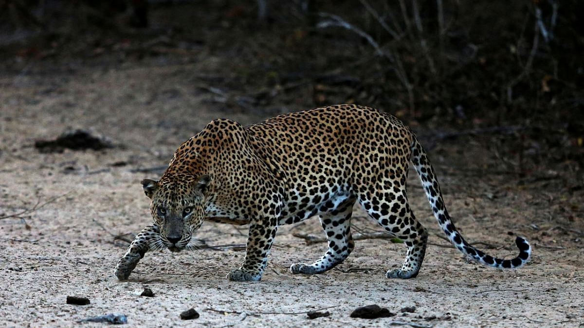 Girl injured in leopard attack in Chamrajnagar's Hanur