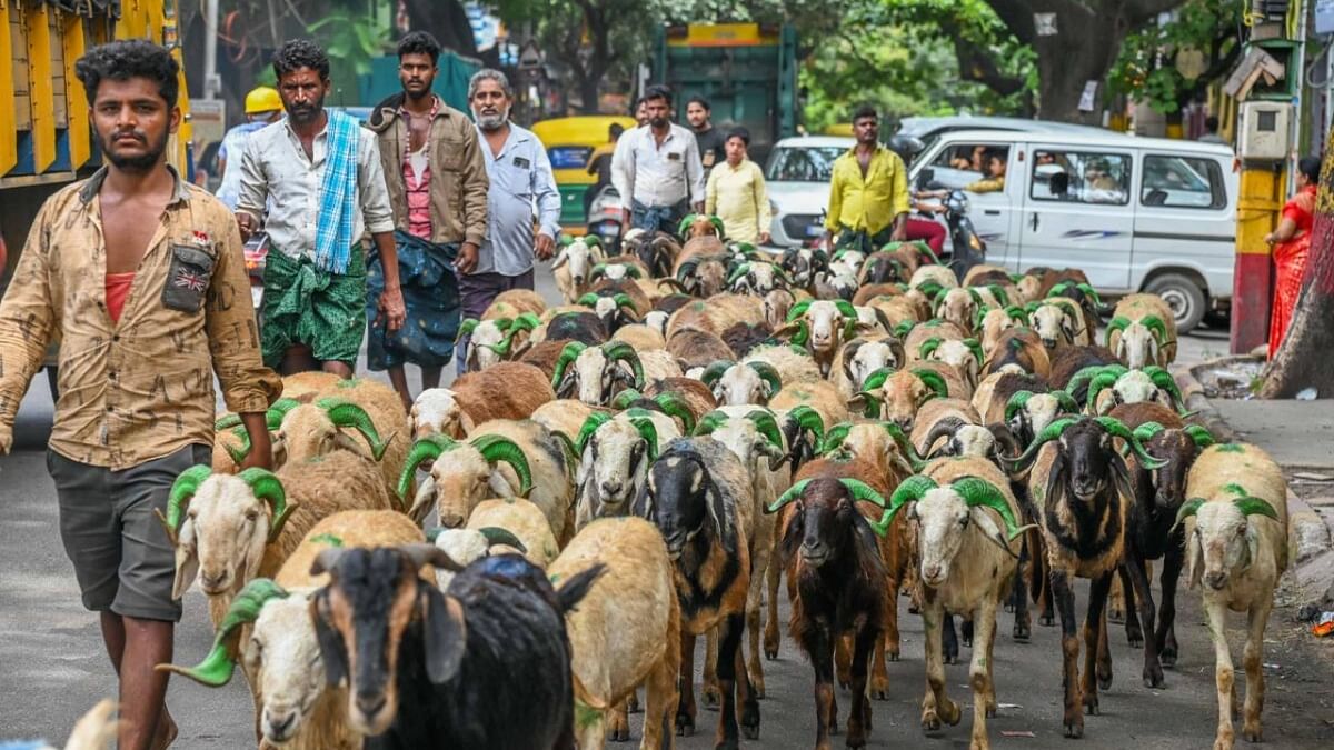 Sheep traders beam as sales pick up on Baqrid eve