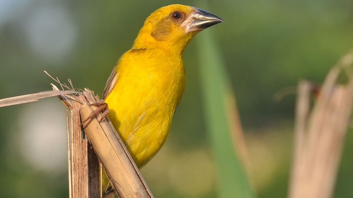 Efforts on by BNHS to save Finn's Weaver from extinction 