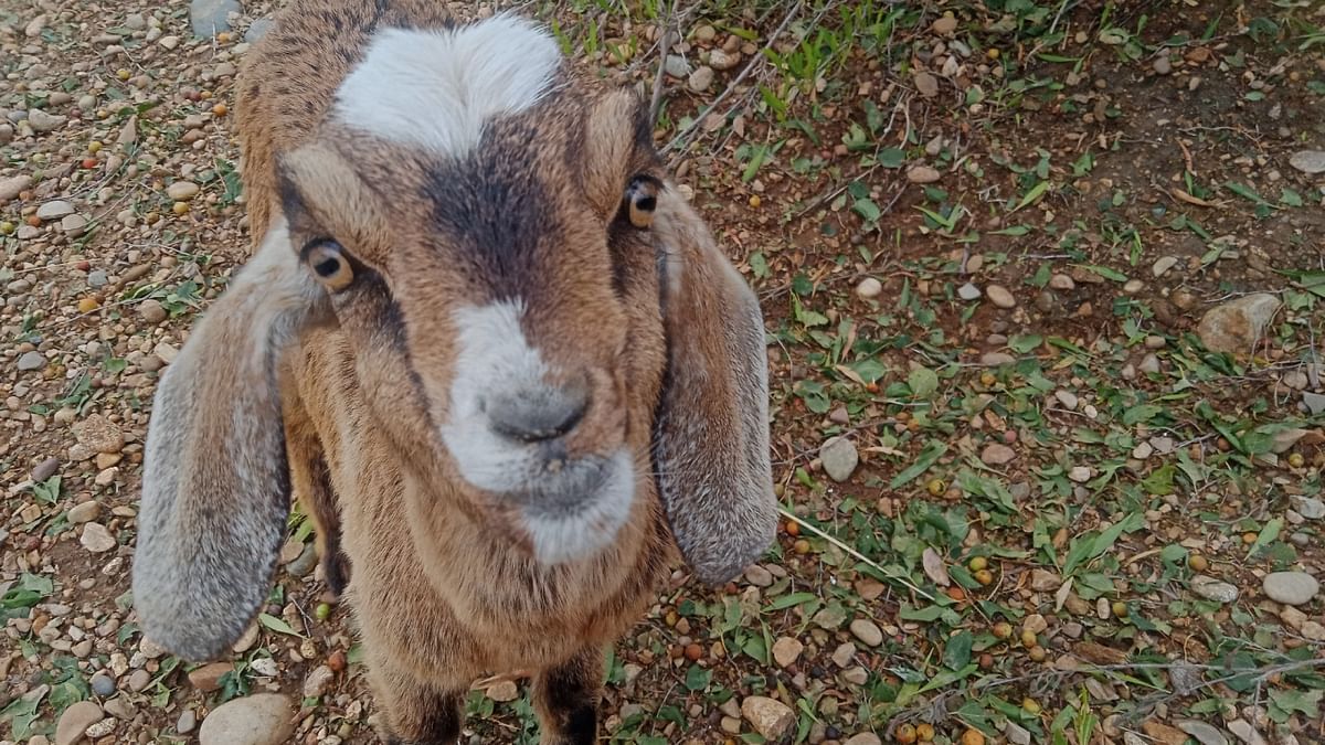 MP: Two men walk into police station with goat to resolve dispute over ownership