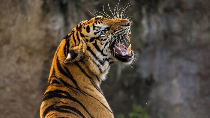 Wildlife bureau issues 'red alert' against poaching gangs active in tiger reserves