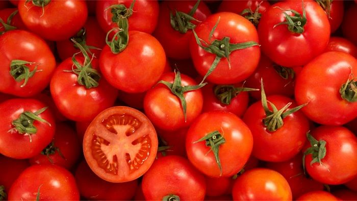 Lessons in the rise of tomato prices