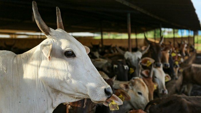 10 held in Karnataka's Badami for cow slaughter