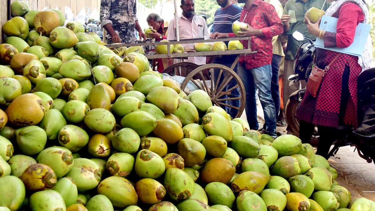 Thieves steal 1,300 tender coconuts from Jayanagar vendor