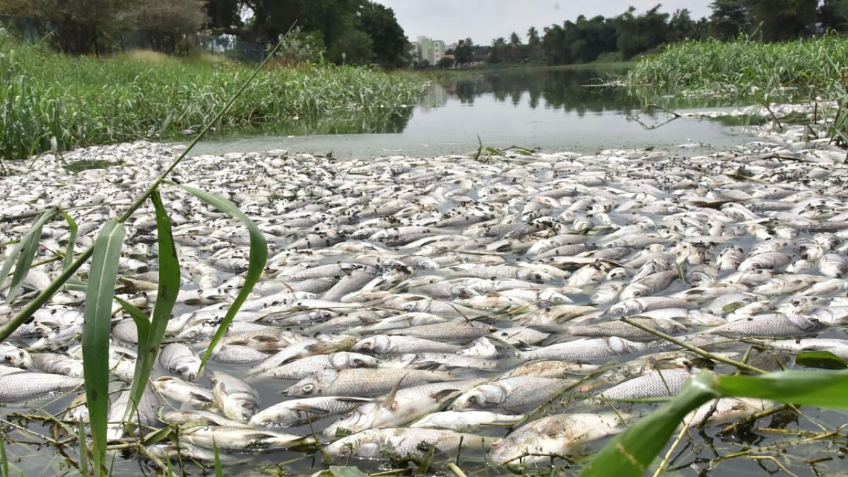 11 fishkill cases in 6 months as pollution chokes B’luru lakes