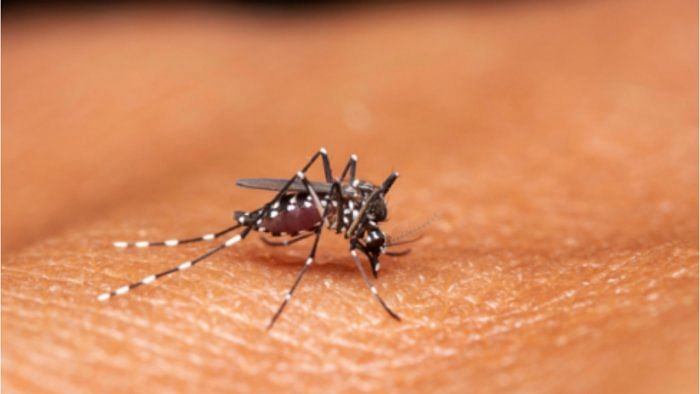 Dengue cases and admissions rising in Bengaluru