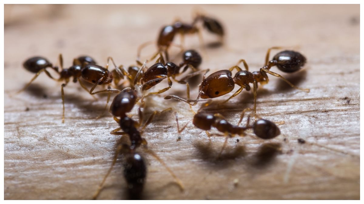 Humans set budgets when facing uncertain future. So do ants