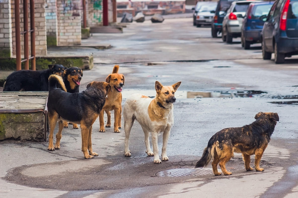 Bengaluru: BBMP to begin stray dog census from July 11