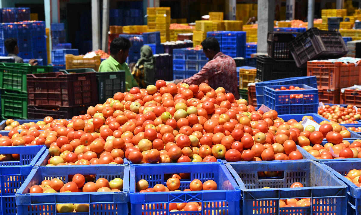 Karnataka: Farmers urge govt to announce minimum support price for tomatoes 