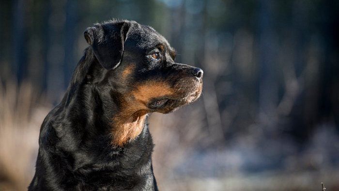 Mauled by Rottweiler, Bengaluru woman files case against owners    