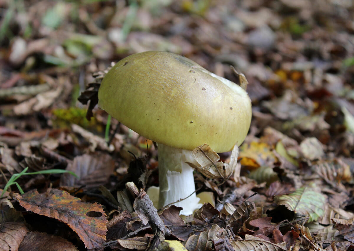 Death caps: The world’s deadliest mushrooms