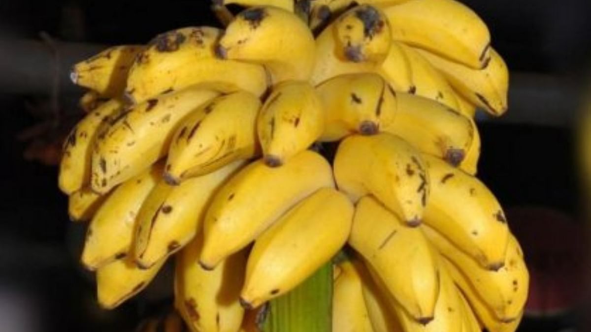 Mysuru's Nanjangud banana slipping out of farmers' favour