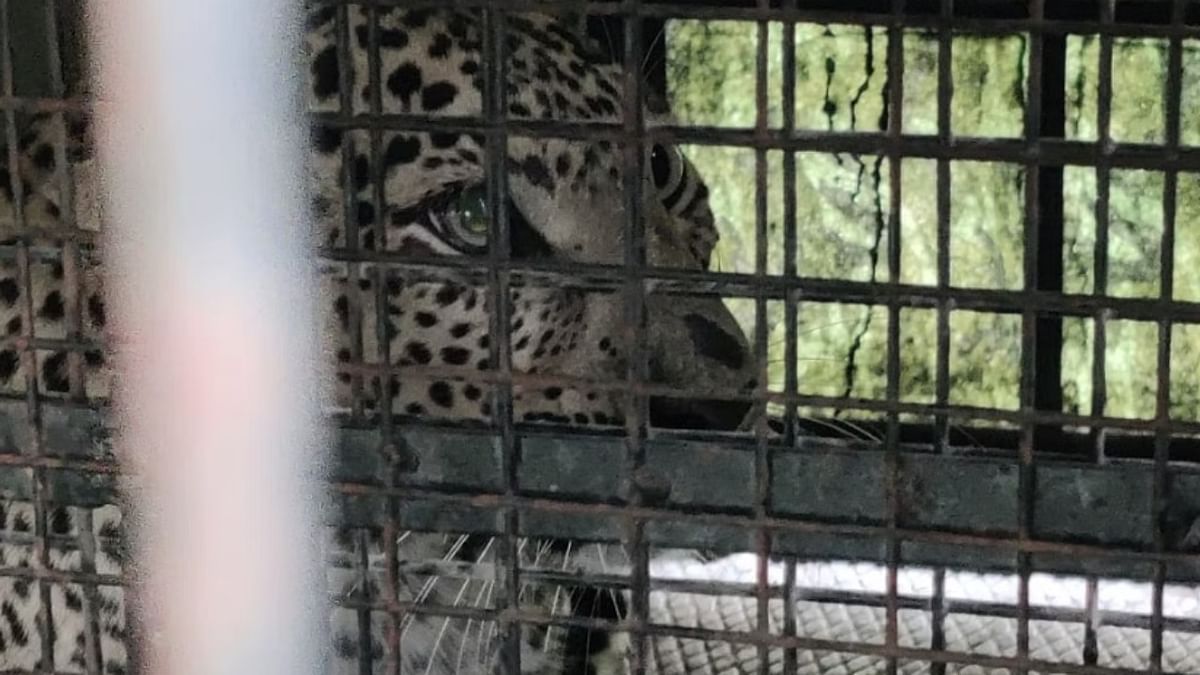 Karnataka: Leopard suspected of killing 6-year-old girl in Hanur taluk caught in trap