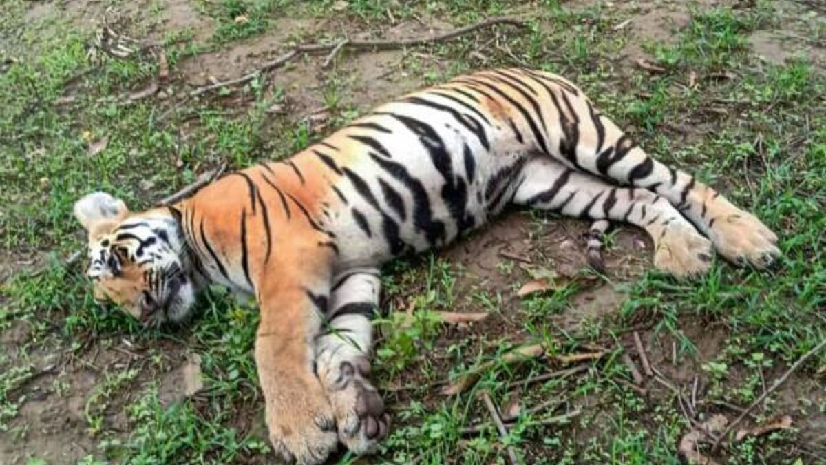 Injured tigress dies in Madhya Pradesh's Bandhavgarh reserve