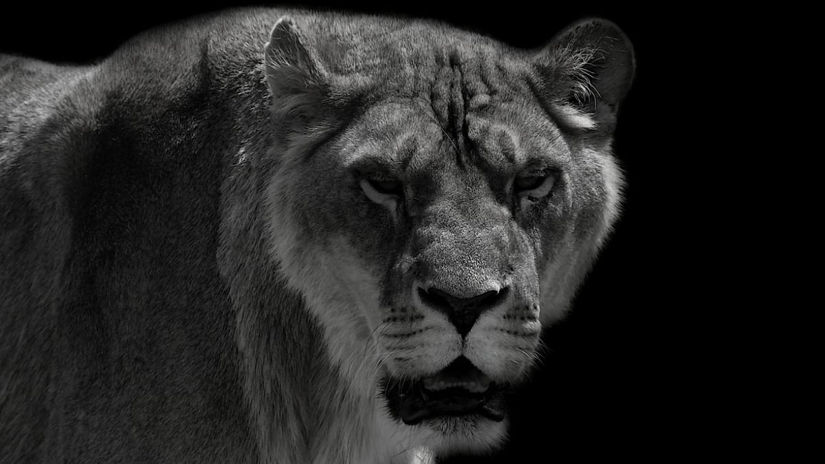 Police hunt for escaped lion on southern edge of Berlin