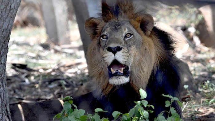 Lion killed, another injured by train in Gujarat's Amreli