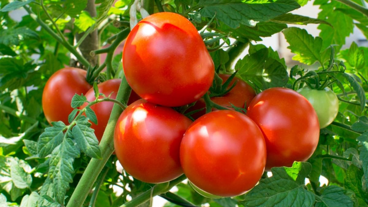 Tomato price hike: List of farmers who became crorepatis and all tomato thefts