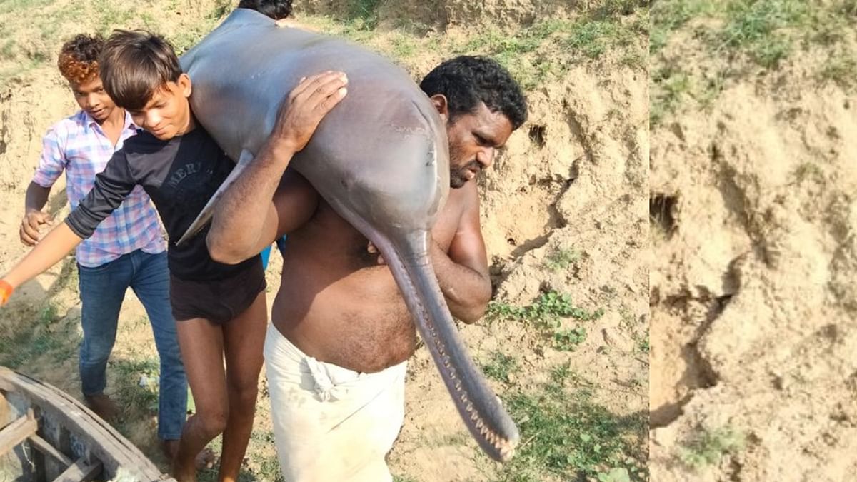 Uttar Pradesh: Fishermen booked for killing and eating Gangetic dolphin