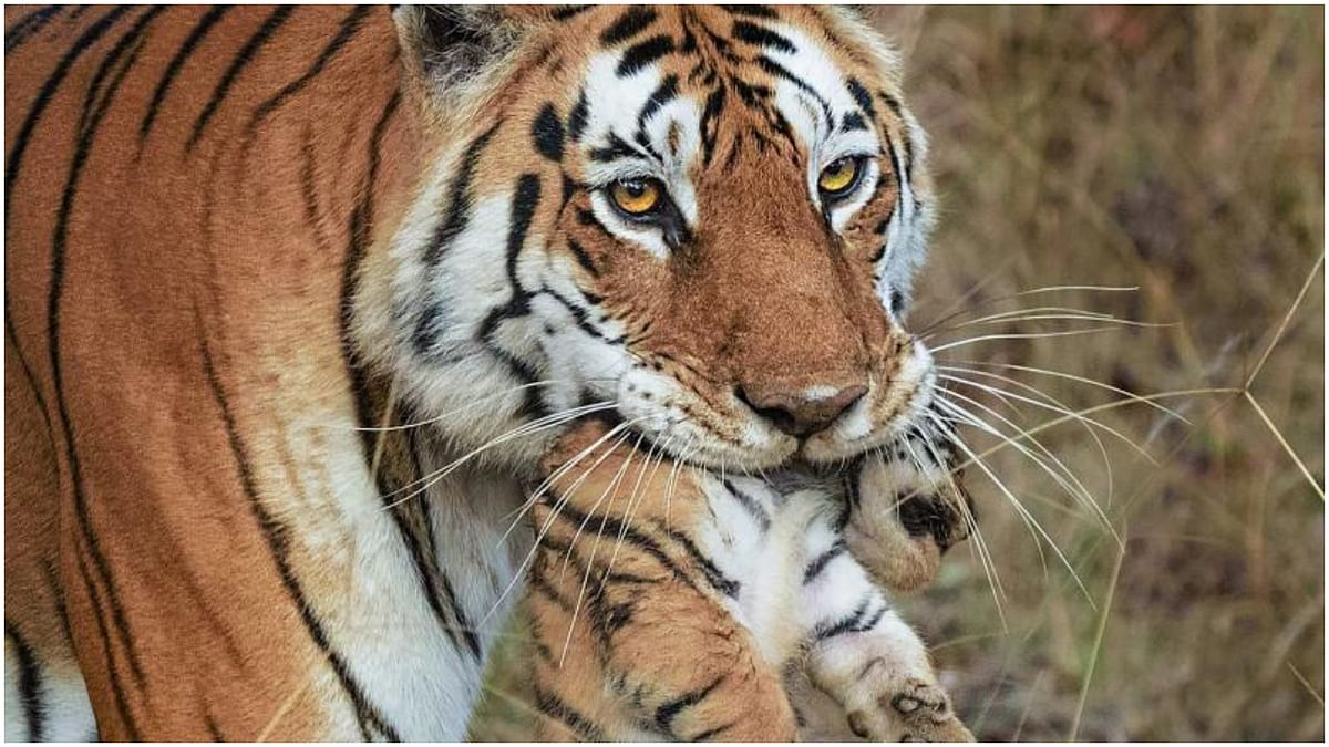 Tigress sighted with three cubs in a boost to big cat tally in Ranthambore