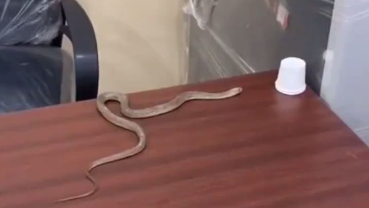 Vexed over official apathy, man 'releases' snake in GHMC ward office