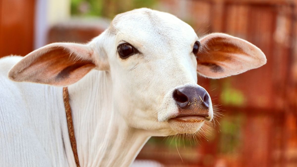 VHP wants dedicated police team to check cow slaughter in UP