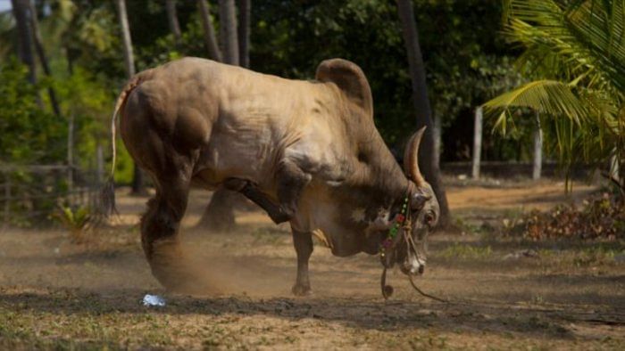 UP farmer climbs tree to escape charging bull; Akhilesh takes swipe, says 'Saand Raksha Police' needed